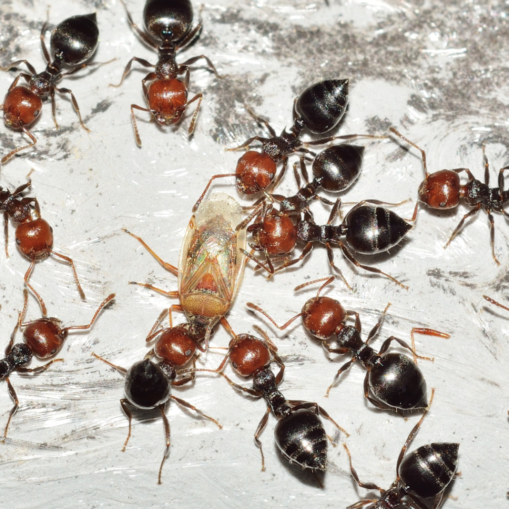 Ant Control Companies in Lethbridge, AB