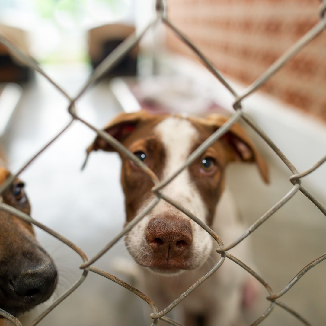 The 4 Best Lethbridge Animal Shelters In Lethbridge 2023   Untitled Design 10 22 